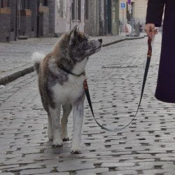 Collier Old school roses