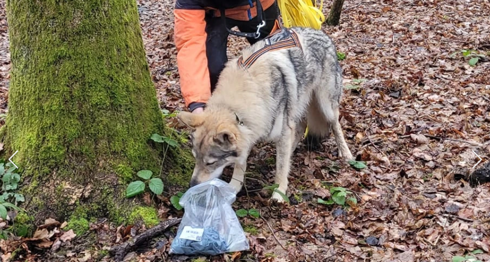 chien-recherche-mantrailing